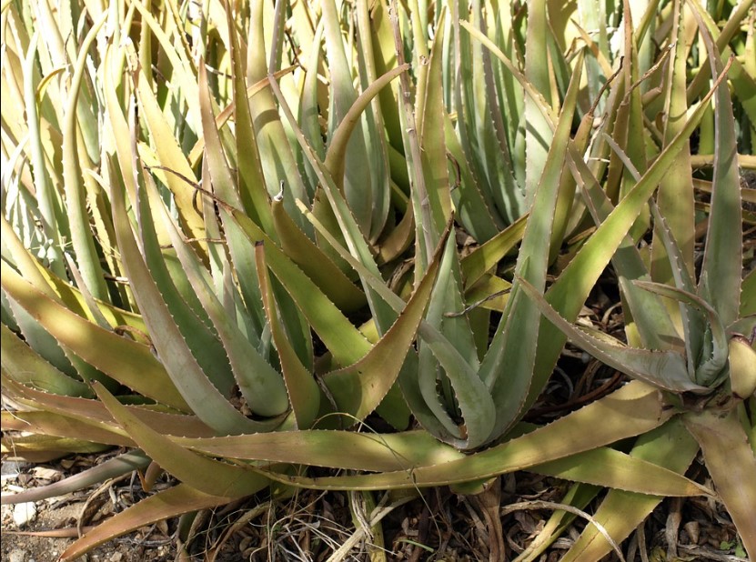 Aloe Vera Plant Benefits and Care 12 Tips to Grow Aloe Vera Plants